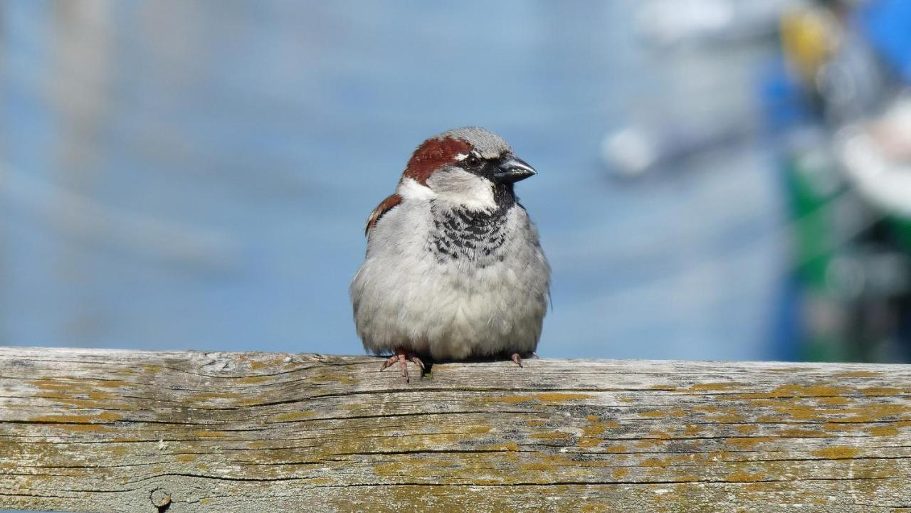 Ferienwohnung Roth Am Naturschutzgebiet Bodensee Eriskircher Ried Kültér fotó